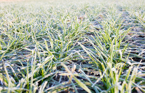 sprouts of green wheat on the field closeup background