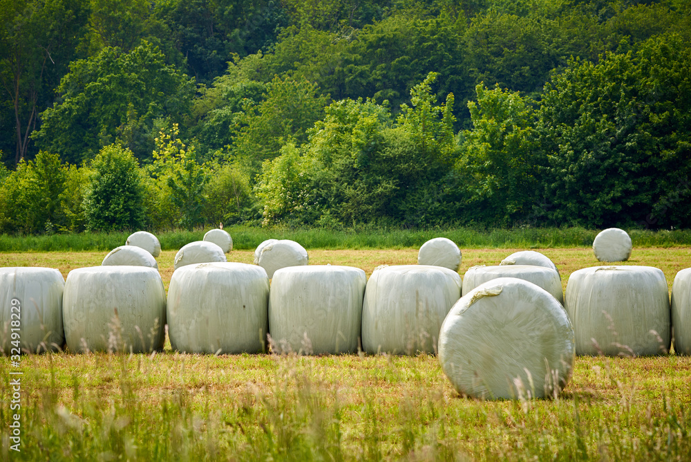 Round Bale Haystacks wrapped with plastic Round Bale Haystacks wrapped with plastic