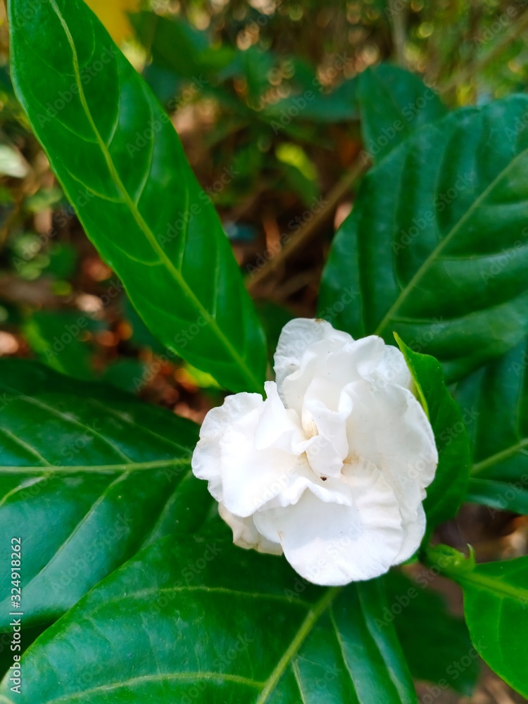 white flower in the garden name's gardenia jasminoides