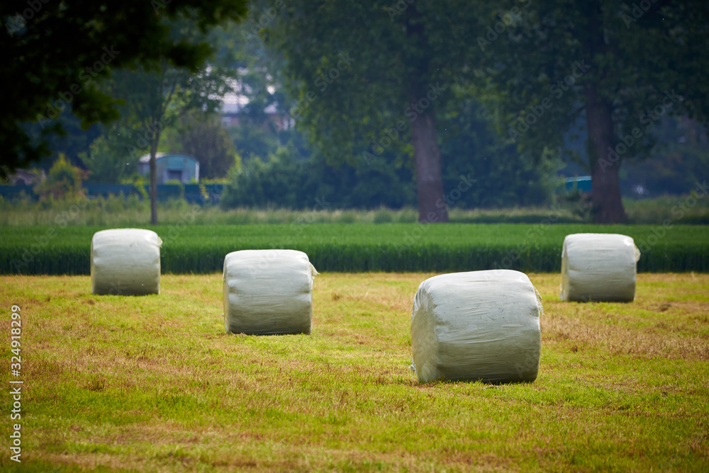 Obraz premium Round Bale Haystacks wrapped with plastic
