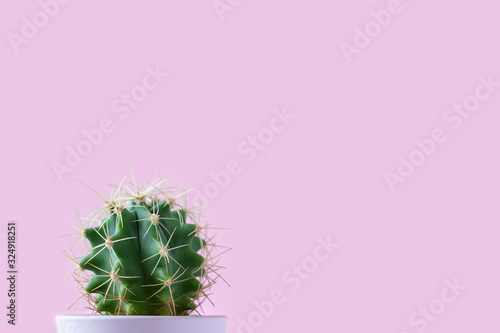 Ferocactus in a pot on a pink background. Cactus on pink background isolate
