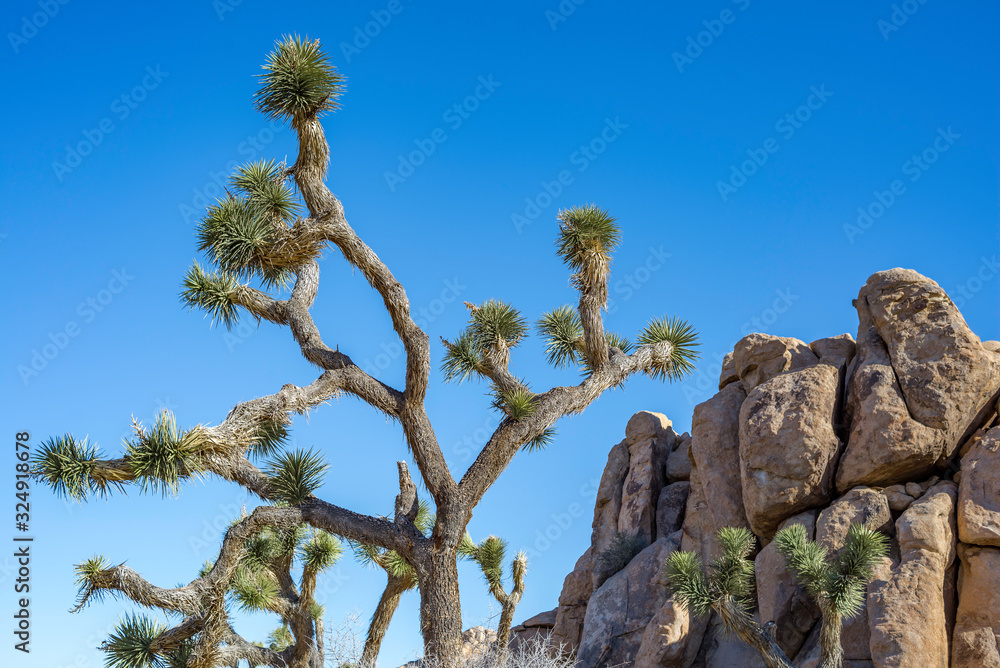 USA, California, Joshua Tree National Park. The J Tree (Yucca brevifolia) has contorted branches that seem unaffected by gravity as they grow in every direction. USA, California, Joshua Tree National Park. The J Tree (Yucca brevifolia) has contorted branches that seem unaffected by gravity as they grow in every direction.