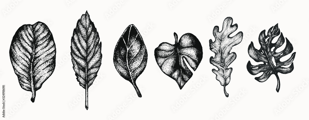 Fototapeta premium leaf plant set botanical hand drawn isolated vector artwork. Trending greenery illustrations for wedding. Drawing for your creative projects, tattoo, posters, floral compositions, graphic design.