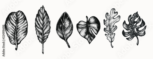 leaf plant set botanical hand drawn isolated vector artwork. Trending greenery illustrations for wedding. Drawing for your creative projects, tattoo, posters, floral compositions, graphic design.