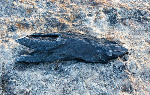 Tableau sur toile The rest of the tree lies on the ground after a fire