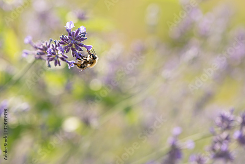 Bee is collecting honig from a lavender flower in front of blurred background