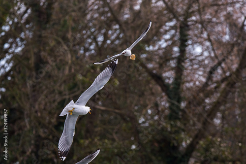 Seagulls (Larus Argentatus) flying in the air with trees in the background