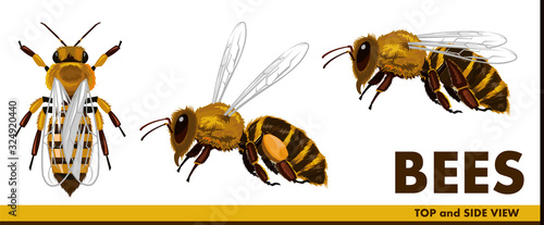 Honey bees. Realistic but simple style. Flat. Top view and side view. Flying bee with nectar. Set. Isolated object on a white background. Vector