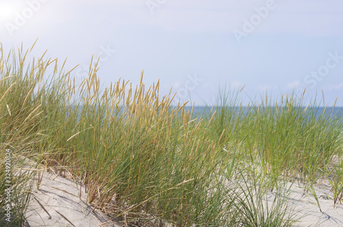 Summer Grass on Sandy Dune Coast
