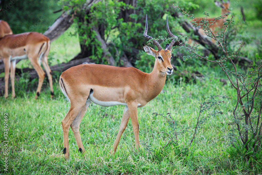 Impala Impala