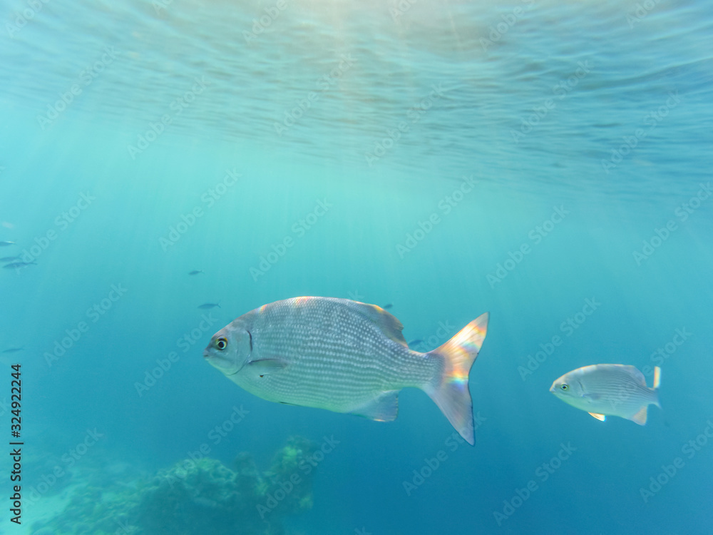 Fish in the sea - in the foreground is black carp. Underwater shot in the Red Sea, Egypt. Beautiful underwater world. Fish in the sea - in the foreground is black carp. Underwater shot in the Red Sea, Egypt. Beautiful underwater world.
