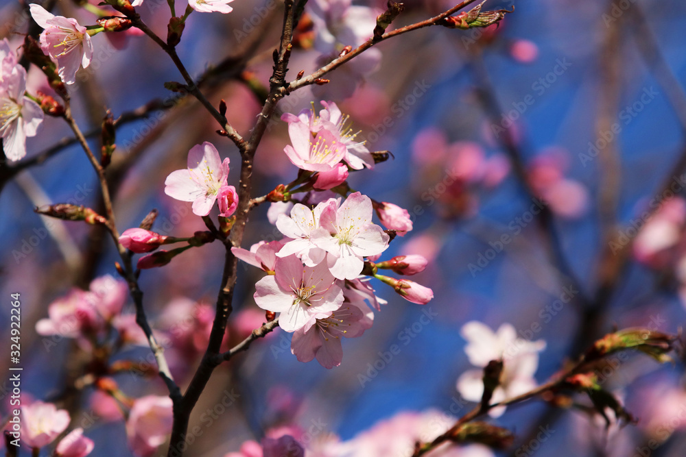 Spring time nature background with blossoming trees. Pink color blooming tree full of flowers in a shallow depth of field blue sky background during sunny day. Close up composition. Spring time nature background with blossoming trees. Pink color blooming tree full of flowers in a shallow depth of field blue sky background during sunny day. Close up composition.