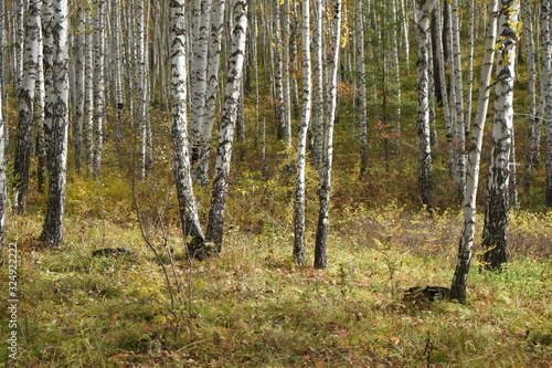 White birches stand in the autumn forest during fall foliage.
