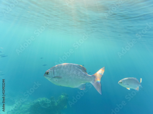 Fish in the sea - in the foreground is black carp. Underwater shot in the Red Sea, Egypt. Beautiful underwater world.