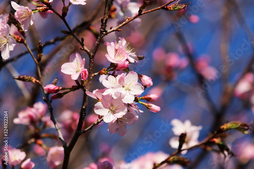 Spring time nature background with blossoming trees. Pink color blooming tree full of flowers in a shallow depth of field blue sky background during sunny day. Close up composition.