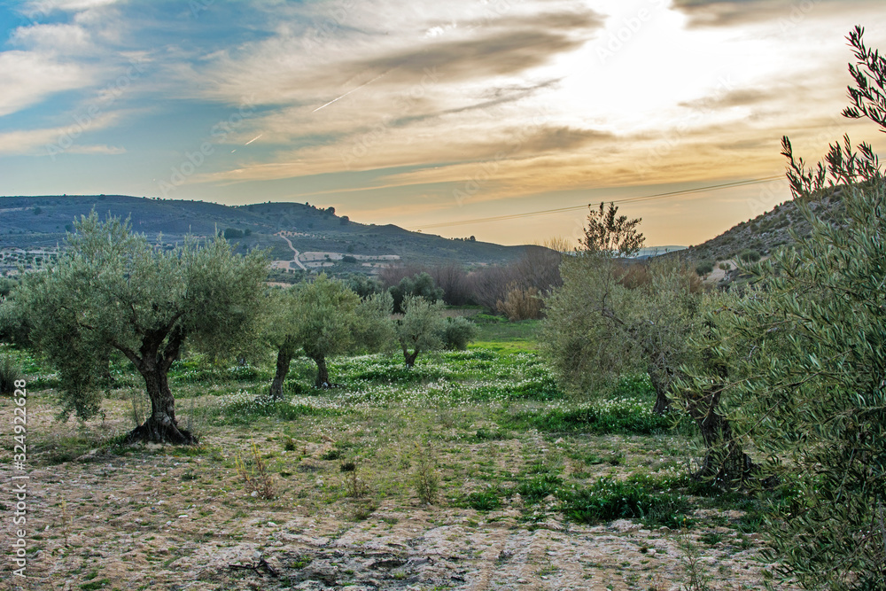 landscape photography with olive trees