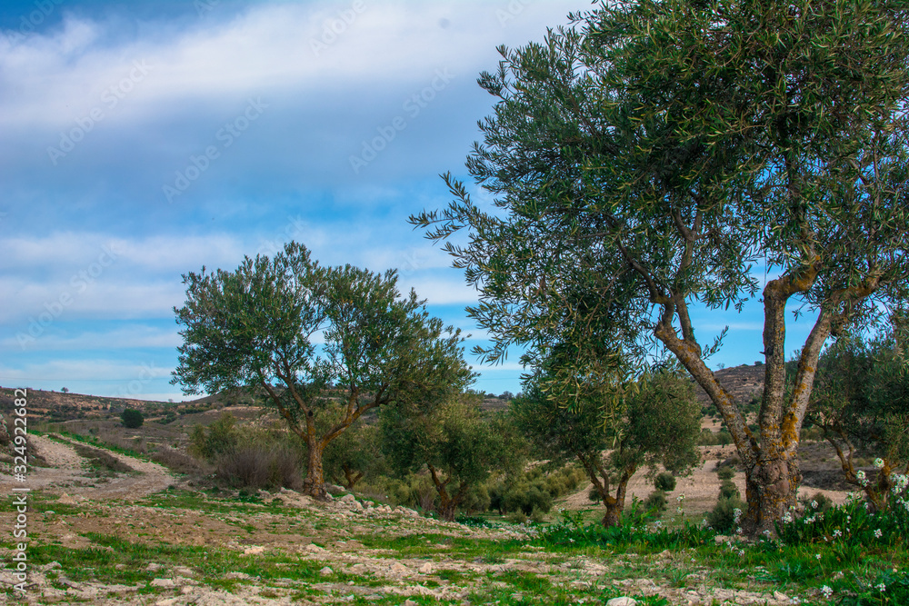 Fototapeta premium olive trees