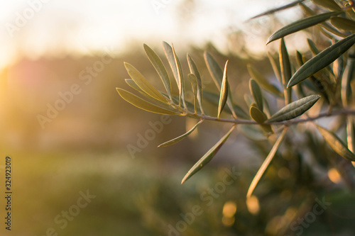 detail photograph of olive branch