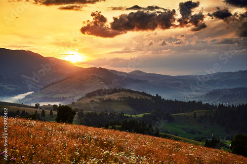 wildflowers  meadow and golden sunset in carpathian mountains - beautiful summer landscape  spruces on hills  dark cloudy sky and bright sunlight