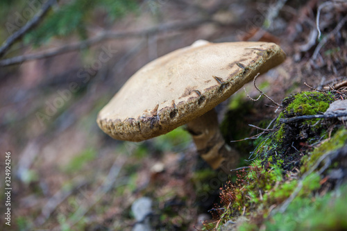 Alaskan Mushroom 3