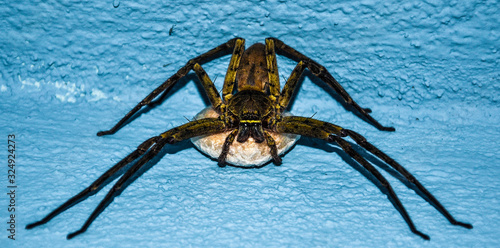 Spider carriying eggs photo