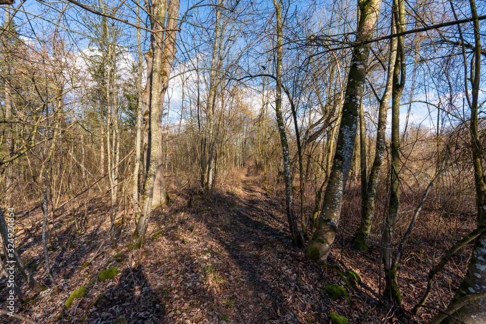 Kahler Wald im Februar