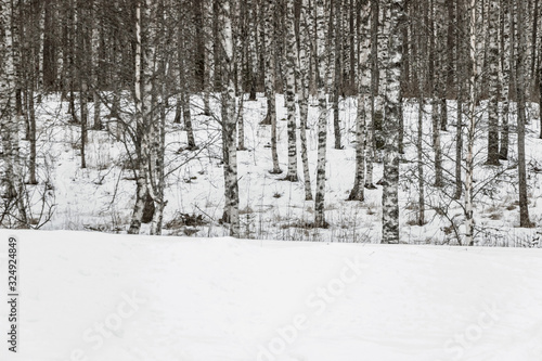 landscape of snow on birch tree forest on mountain 