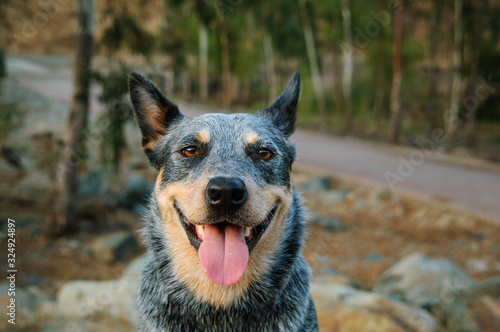 Australian Cattle Dog outdoor portrait with silly look on face фототапет