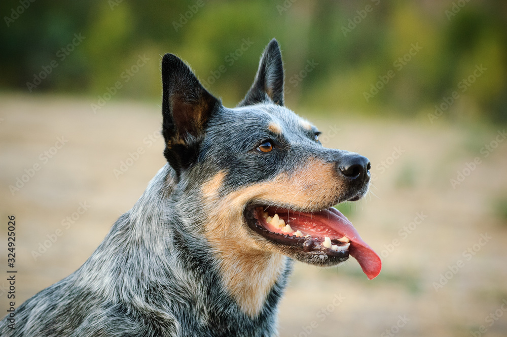 Australian Cattle Dog portrait with tongue out