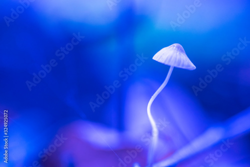 Forest mushrooms photographed in close-up in a neon light.