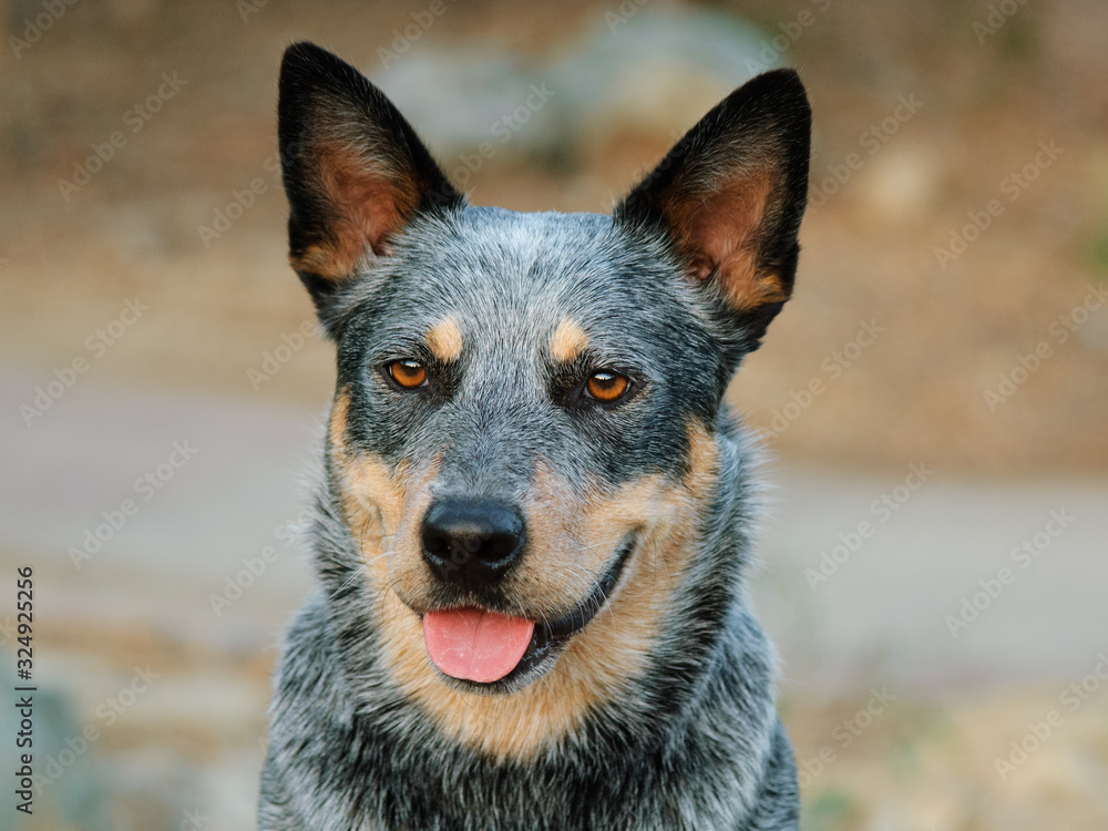 Australian Cattle Dog portrait outdoors Australian Cattle Dog portrait outdoors