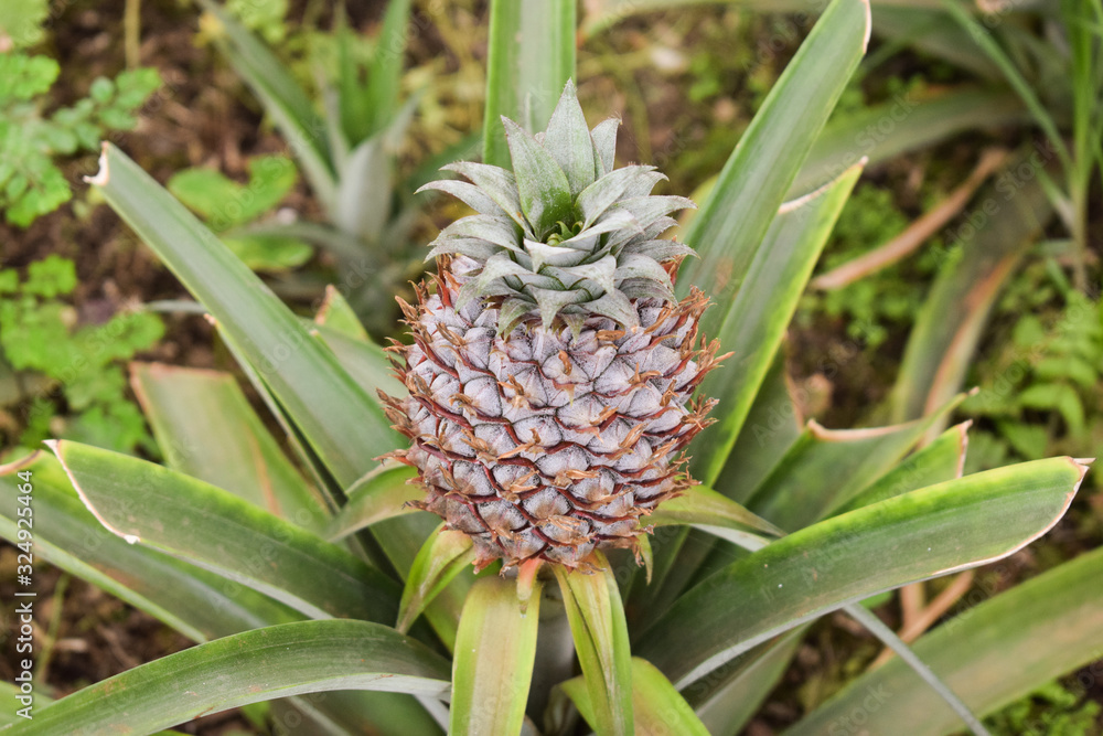 Growing ananas plant close up, pineapple plantation Growing ananas plant close up, pineapple plantation
