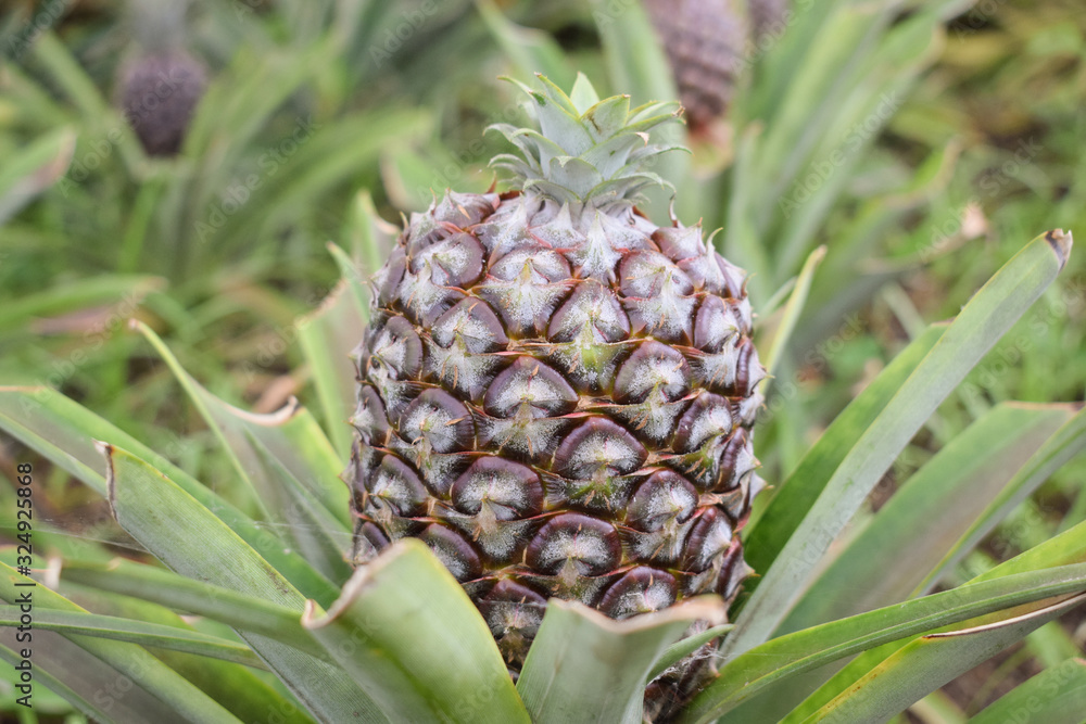 Growing ananas plant close up, pineapple plantation Growing ananas plant close up, pineapple plantation