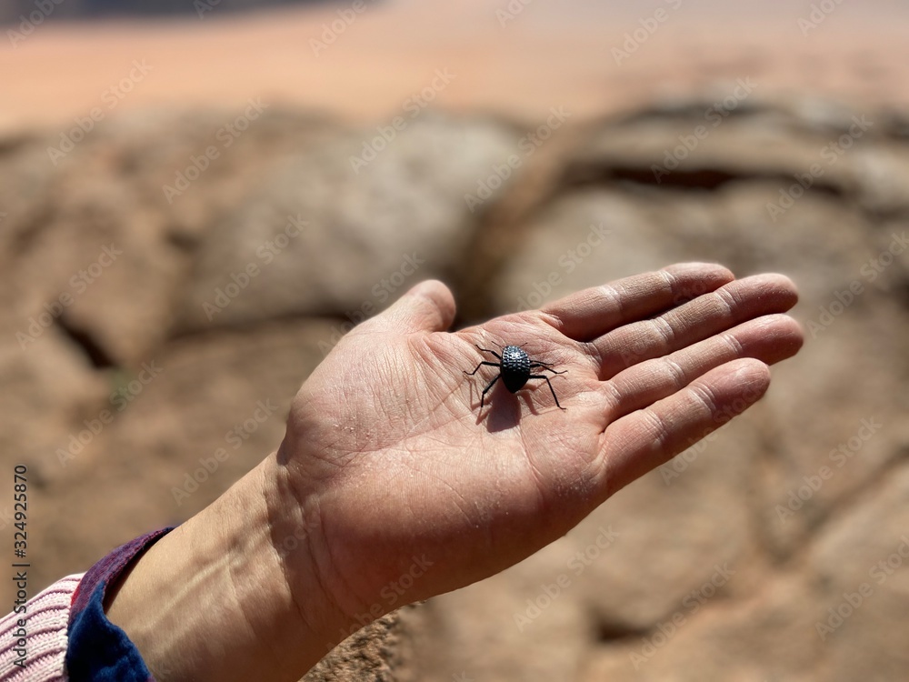 hand holding a scarab beetle  Jordania 