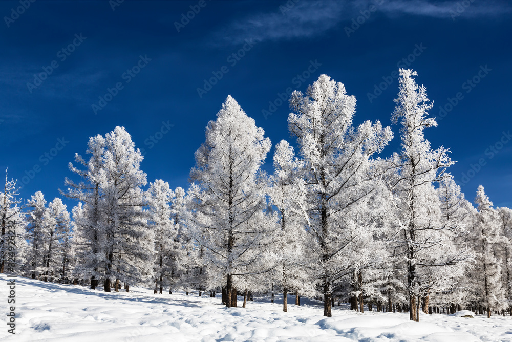 The Altai mountains on a sunny frosty winter day. Altai Republic, Western Siberia, Russia The Altai mountains on a sunny frosty winter day. Altai Republic, Western Siberia, Russia