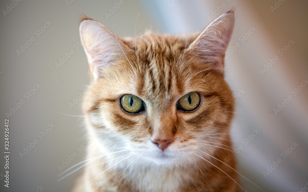 Emotional orange ginger cat eyes portrait. Funny red cat in cozy home atmosphere. Lying tabby ginger cat. Looking ginger cat, sitting. Tabby fluffy kitten cat smiling