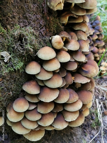 Mushroom on stump