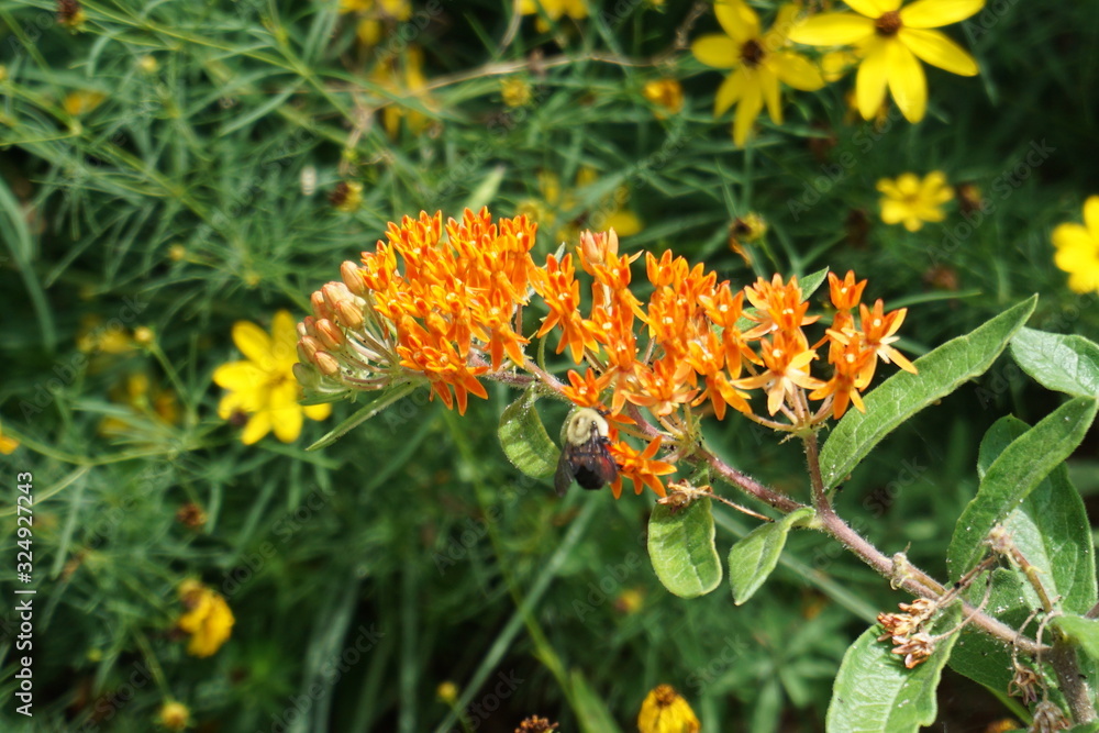 bee on yellow flower bee on yellow flower