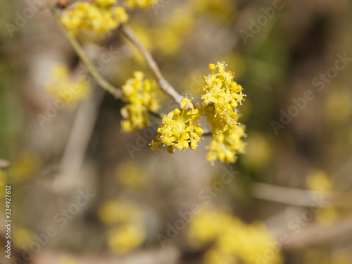 (Cornus mas) Kornelkirsche oder Gelber Hartriegel. Makroaufnahme einer Blütendolde. Einzelne Blüte mit vier gelben Tragblättern