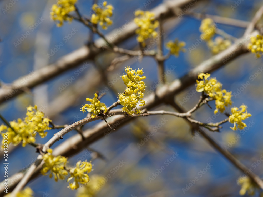 (Cornus mas) Kornelkirsche oder Gelber Hartriegel. Blütenstände vor dem Blattaustrieb (Cornus mas) Kornelkirsche oder Gelber Hartriegel. Blütenstände vor dem Blattaustrieb