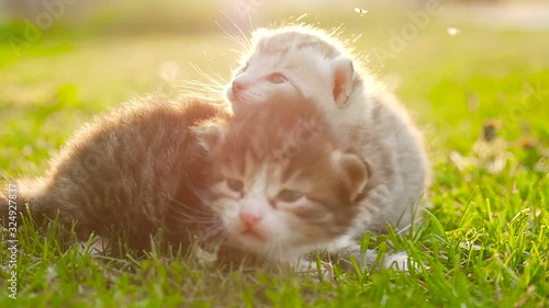 TTwo small unprotected tabby kittens are discovering the surrounding world on a floral lawn HD photo