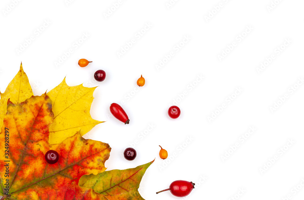 Autumn maple leaf and autumn berries on a white background.