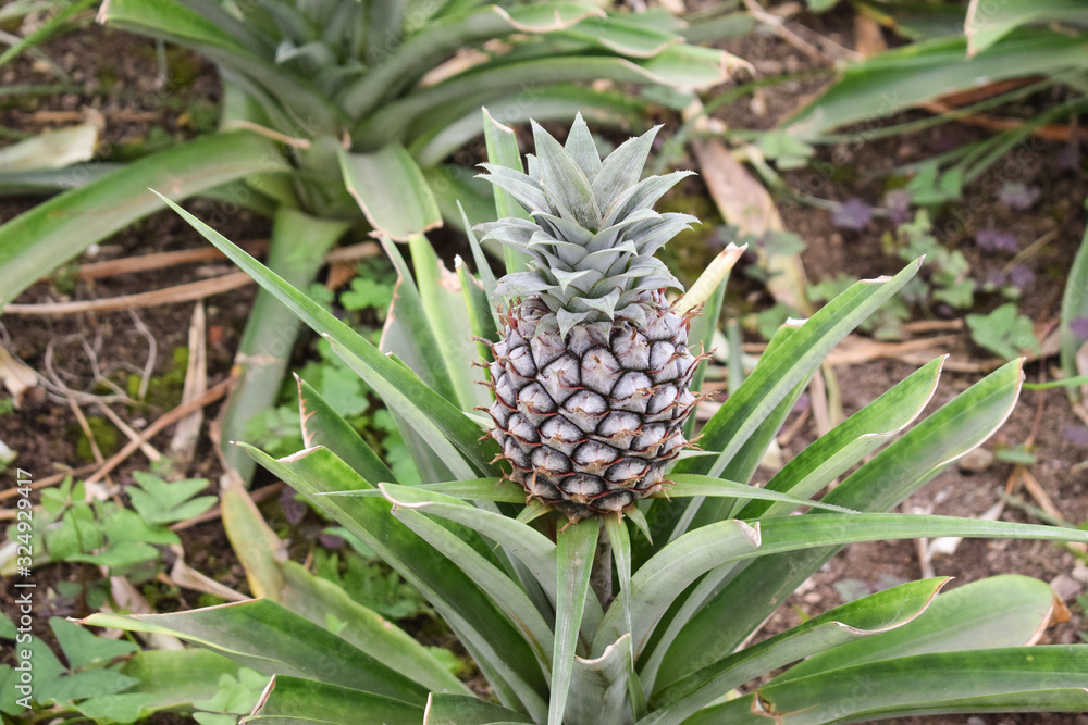 Growing ananas plant close up, pineapple plantation Growing ananas plant close up, pineapple plantation