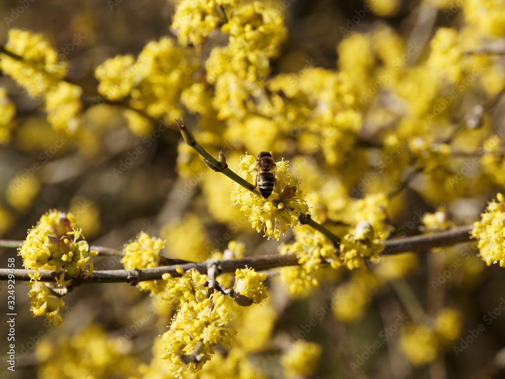 Hartriegelblumen oder Kornelkirsche (Cornus mas), die von einer Biene besucht werden, die von Nektar angezogen wird Hartriegelblumen oder Kornelkirsche (Cornus mas), die von einer Biene besucht werden, die von Nektar angezogen wird