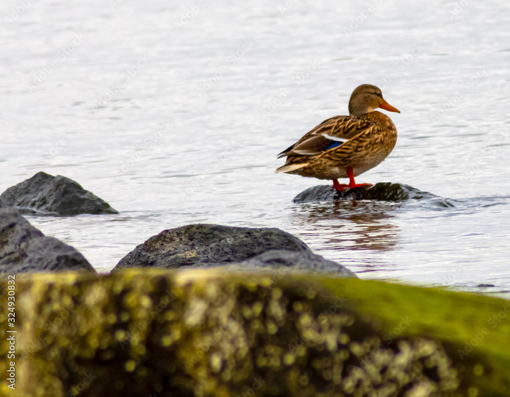 duck in water