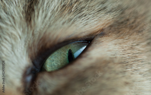 closeup of an eye of cat