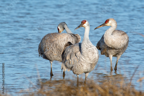 Sandhill Cranes in Lodi, California