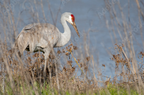 Sandhill Crane in Lodi, California