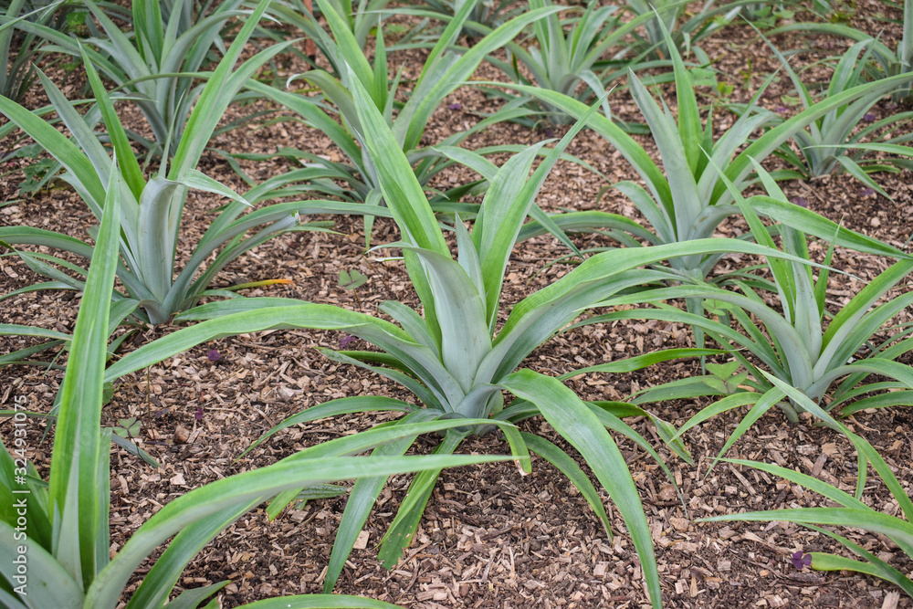 Obraz premium Pineapple plants in a greenhouse, agriculture, exotic fruits