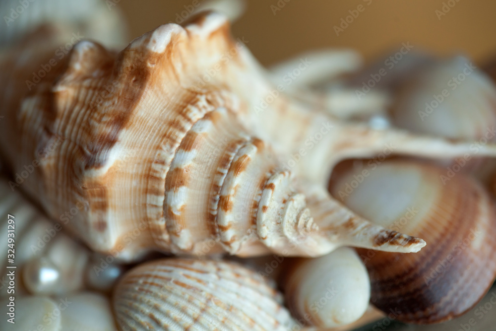 beautiful sea shells macro beautiful sea shells macro